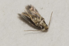 Nepticulidae