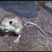 Kangaroo Rats and Mice - Photo (c) 1999 California Academy of Sciences, some rights reserved (CC BY-NC-SA)