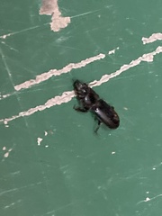 Scarites subterraneus