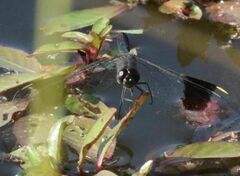 Brachythemis leucosticta