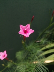 Ipomoea quamoclit