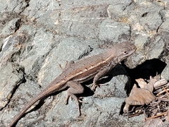 Sceloporus virgatus