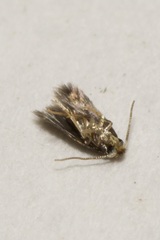 Nepticulidae