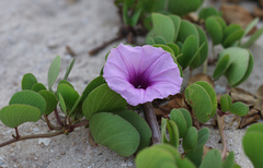 Ipomoea pes-caprae