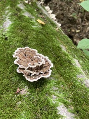 Stereum gausapatum