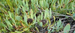 Leucadendron argenteum