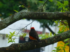 Pyrocephalus rubinus