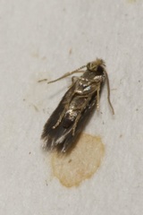 Nepticulidae