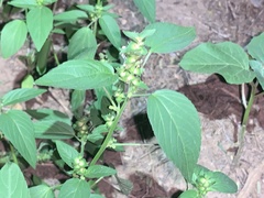 Acalypha neomexicana