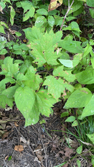 Acer nigrum