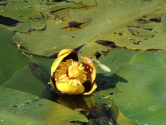 Nuphar variegata