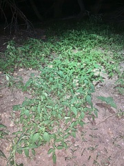 Acalypha neomexicana