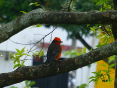 Pyrocephalus rubinus