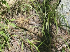Crotalus molossus molossus