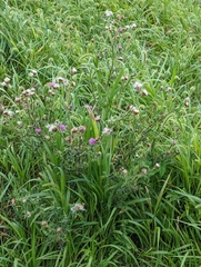 Carduus acanthoides