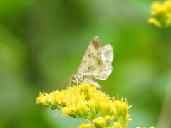 Epirrhoe alternata