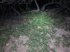 Acalypha neomexicana