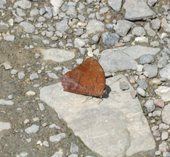 Fountainea rayoensis