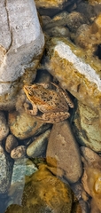Rana luteiventris