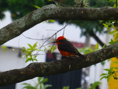Pyrocephalus rubinus