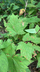 Acer nigrum