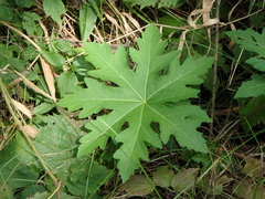 Napaea dioica