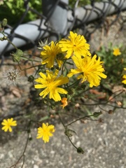 Crepidinae