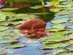 Nuphar variegata