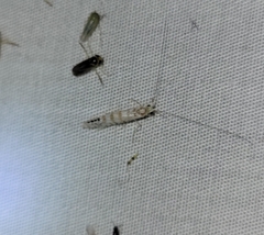 Nectopsyche exquisita