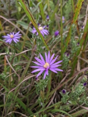 Symphyotrichum sericeum
