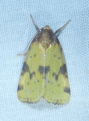 Azenia obtusa