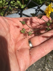 Crepidinae
