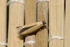 Coptotriche marginea