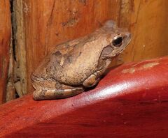 Chiromantis xerampelina