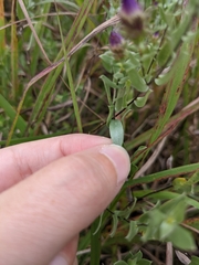 Symphyotrichum sericeum