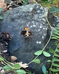 Adelpha californica