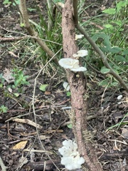 Favolus brasiliensis