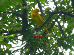 Sicalis flaveola