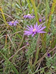 Symphyotrichum sericeum