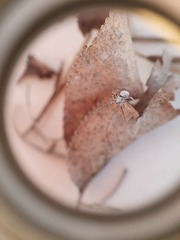 Uloborus walckenaerius