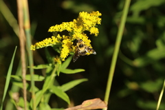Eristalis flavipes