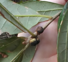 Disholcaspis quercusvirens