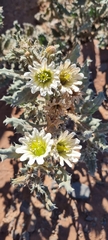 Codon royenii