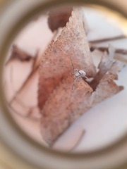 Uloborus walckenaerius