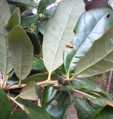 Disholcaspis quercusvirens