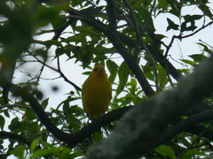 Sicalis flaveola