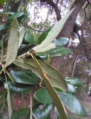 Disholcaspis quercusvirens