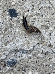 Euborellia annulipes