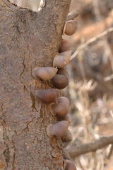 Euryptyxis latireflexa