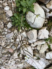 Brassicaceae